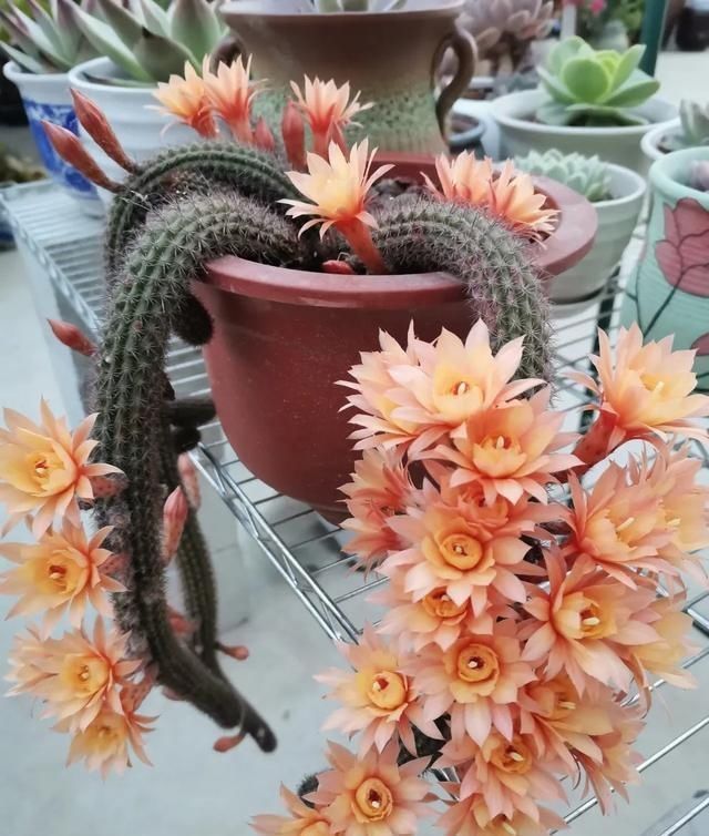 想让仙人球开花,就靠一个“虐”,憋出一窝花芽,养成繁花小老桩