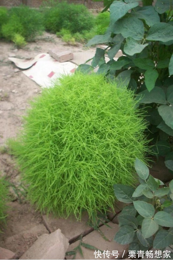 马齿苋|10种野菜辨别图,遇见了记得摘回家,再不摘点尝尝,下个月就老了