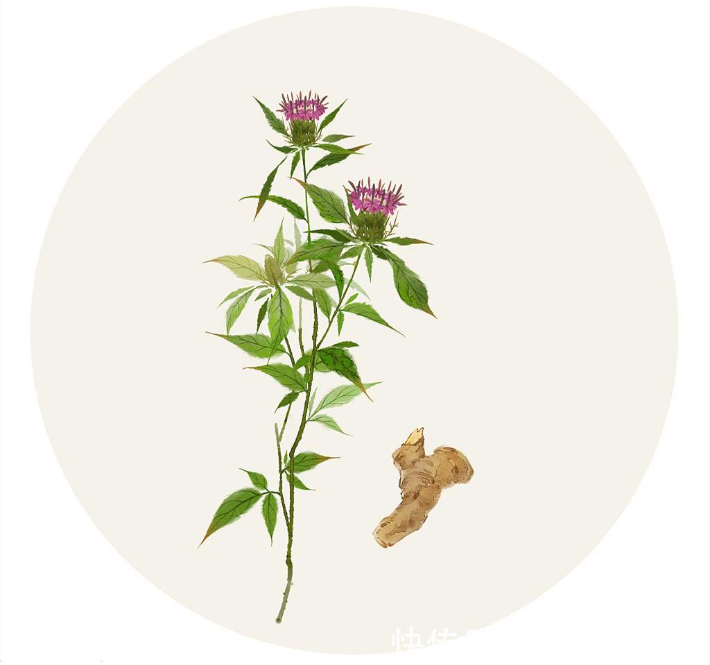 浙八味|养肝护肝中草药,人参、白术有疗效