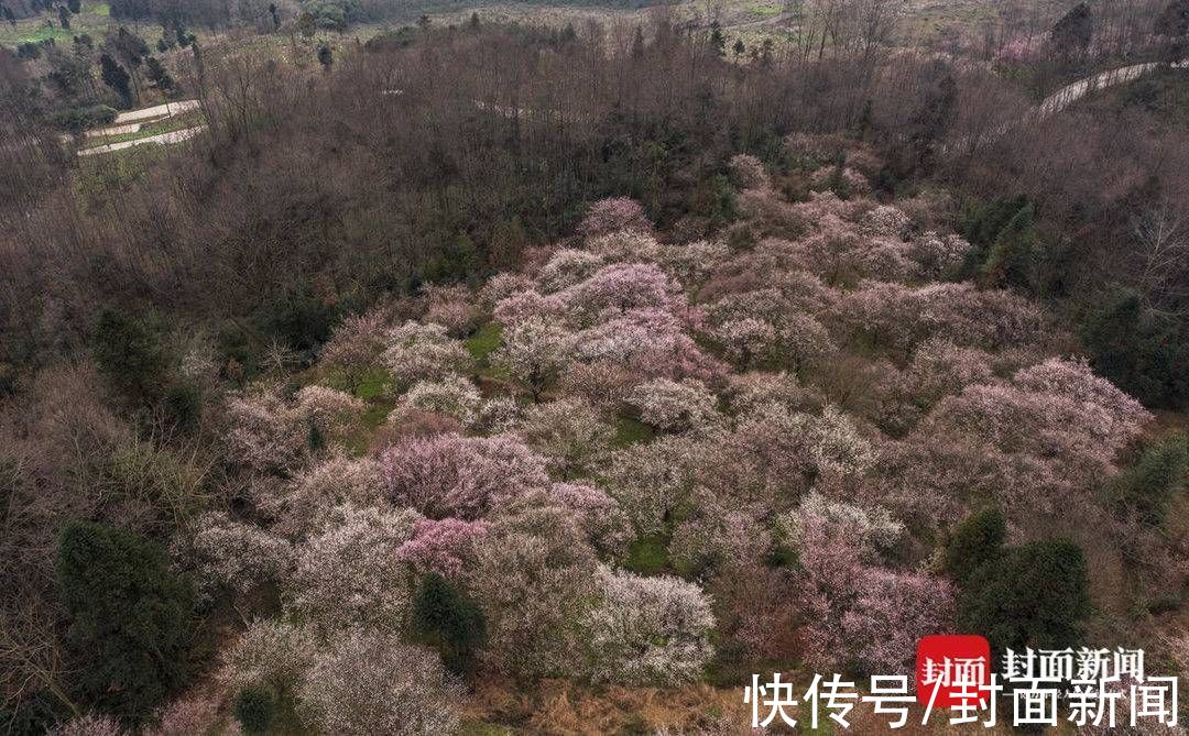 郎骑竹马来|青梅花开满 百花迎春归