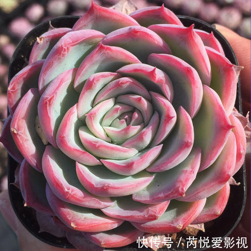 适合新手入手的多肉,养一盆侧影,好养饱满带红边,颜值超高的