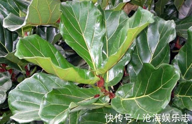 琴叶榕|网红盆栽琴叶榕夏季怎么养护,注意几点,枝繁叶茂叶片油绿
