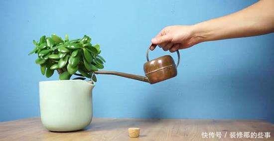 冬天|冬天,家有暖气,千万不要把花盆放这里,一养一个死