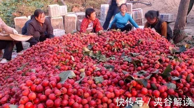 谣言|每天吃些山楂可以降血脂？实属谣言，吃山楂不能犯几种错误