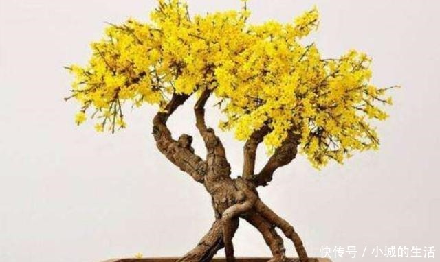 迎春盆景,开始进入生长期,别忘给它做“4件事”!