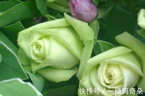 桃花|11月，注定姻缘，前任回归，4大星座牵手良缘，幸福甜蜜