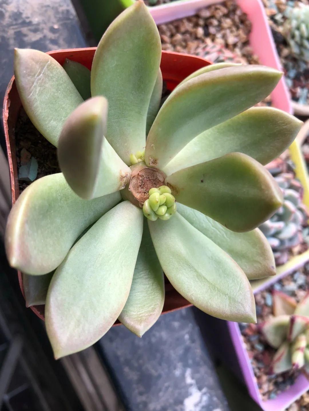 买的花总不活,秘密全在花盆里,搬起来看看才知道