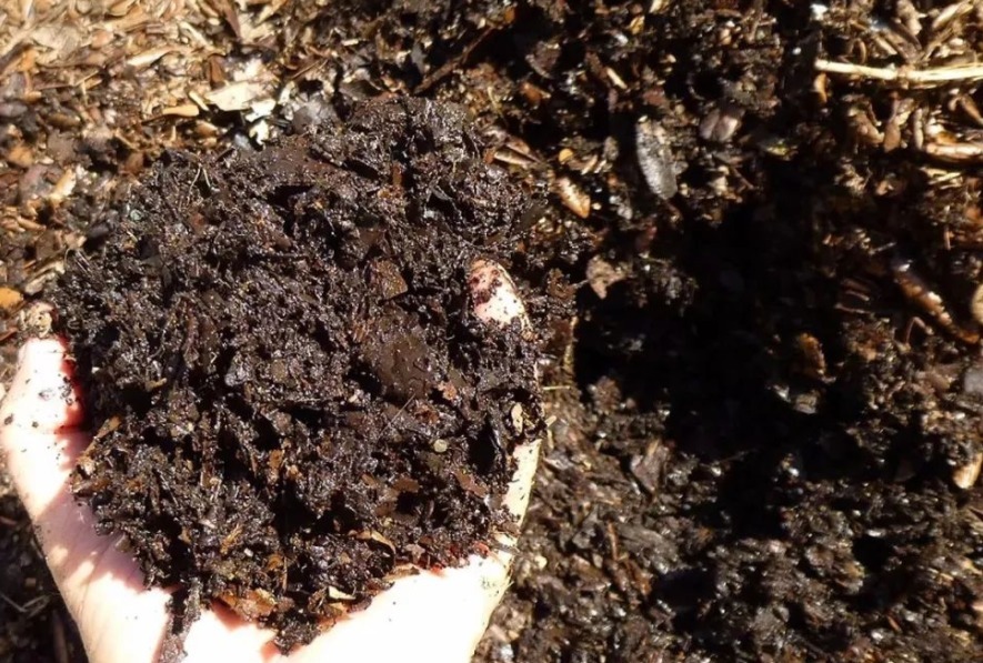 果皮|这种土是万能肥,养啥花都用得上,还不用操心烧根