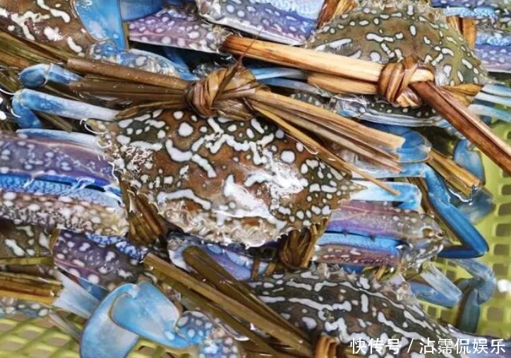 海蟹|开海后常见的海蟹种类有哪些哪种螃蟹最好吃