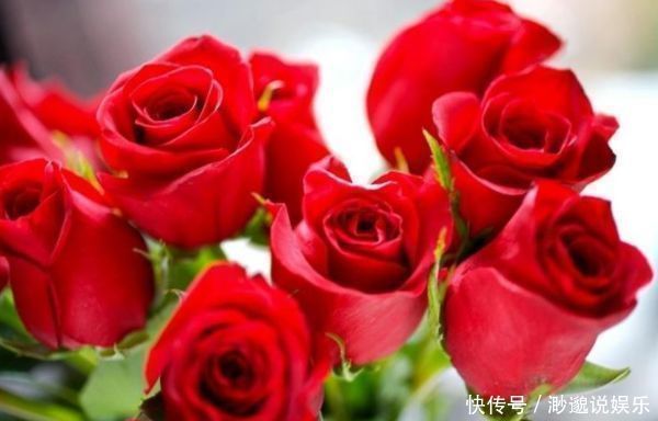 兰香|喜欢玫瑰,就选“珍稀名品”卡罗拉,标准玫瑰红,高贵优雅