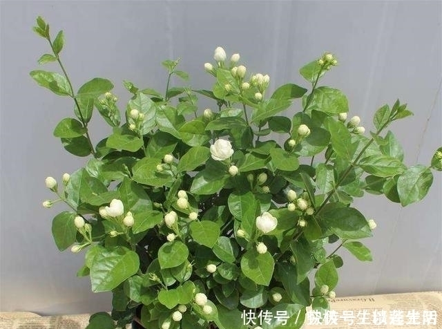 施肥|茉莉“浇水、施肥、晒太阳”小窍门,满头都是小花苞,喜人
