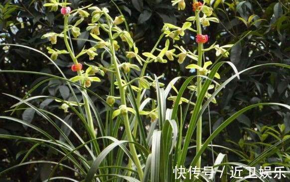 点状腺|此几种盆栽,超级好养,花色漂亮,花香四溢,养护简单,花香爆盆