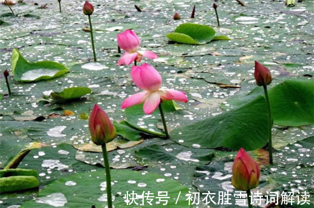 芙蓉塘|雷雨荷花两首，李商隐的忧郁惆怅，欧阳修的清丽动人，都是相思