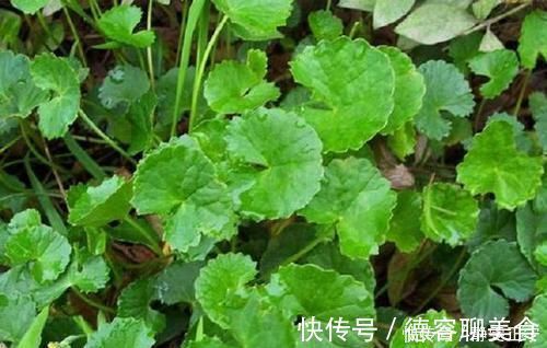 野菜|叶子像一个碗，既是野菜，也是药，曾是上好的凉茶料，你可认识？