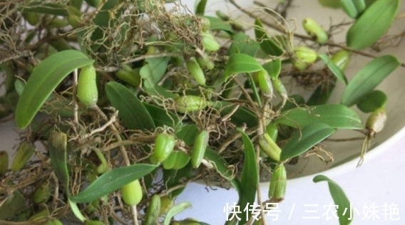 农村|在农村长大的都喝过,牙痛不用上医院,熬水就能治!