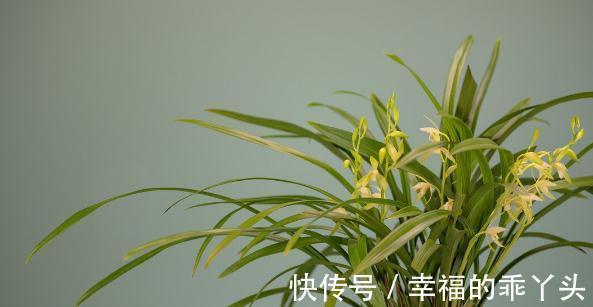 养兰花要懂得服盆和分苗，如果不懂，凭什么能养好