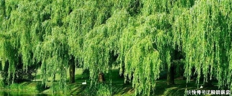 这首诗|杨万里这首诗清新脱俗,表现手法更是高超,成为宋诗里的咏柳名篇