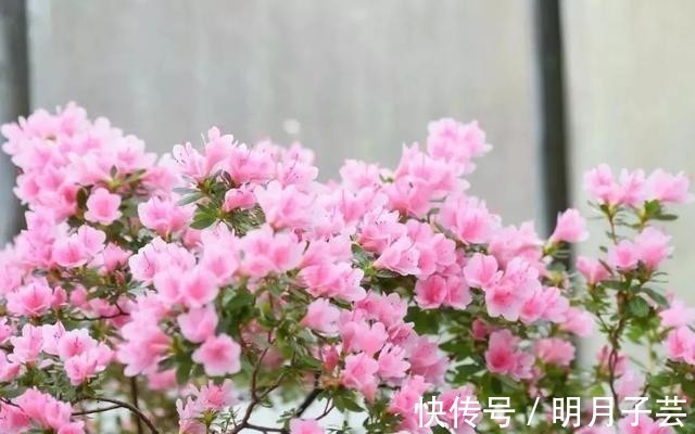 蝴蝶兰|15种耐阴花，室内光照不足，照样花开不断！