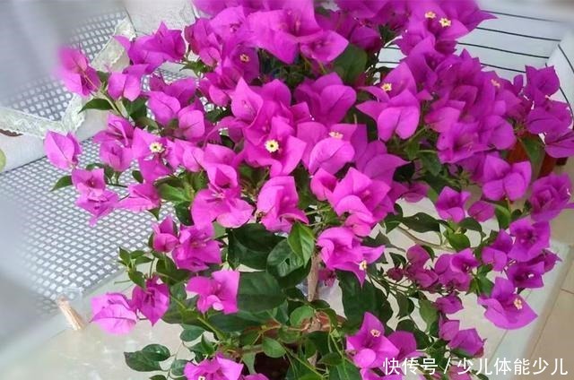 很多北方花友说,再也不想养三角梅了,为什么大致是这些原因!