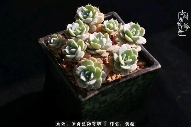 养了三年多肉，终于明白佛系养肉才是王道！