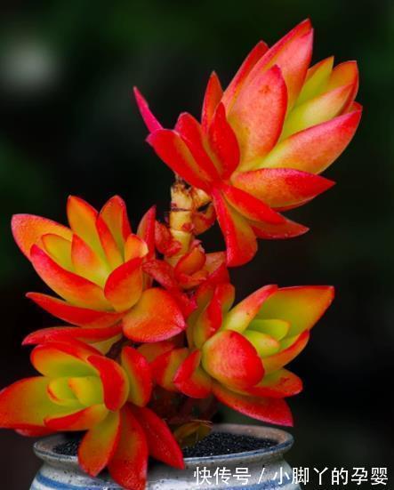 火祭|适合新手的多肉火祭,颜色鲜红长成手捧花,养在家里真喜庆