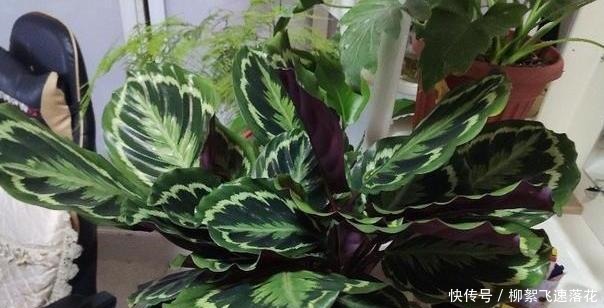 自制养花肥,该如何处理生活垃圾如此办废物可变用