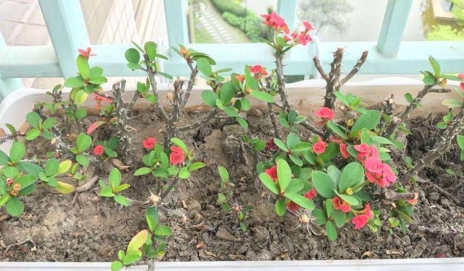 非洲堇|9月了，赶紧扦插这些花卉，生根快成活率高，培育多盆成大户