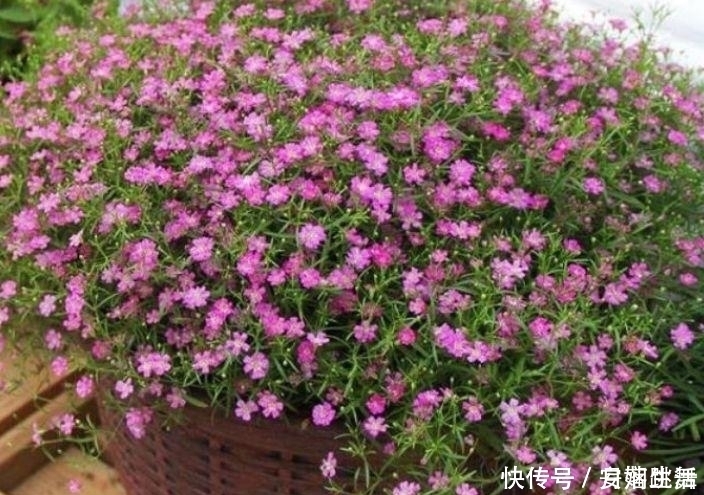 满天星|4种花超漂亮,家里养一盆,满屋飘香,养庭院,十里飘香