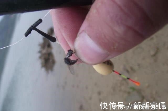 蛆虫|钓白条鱼真是累人，用我分享的方法，只要你下钩，它就在那等你