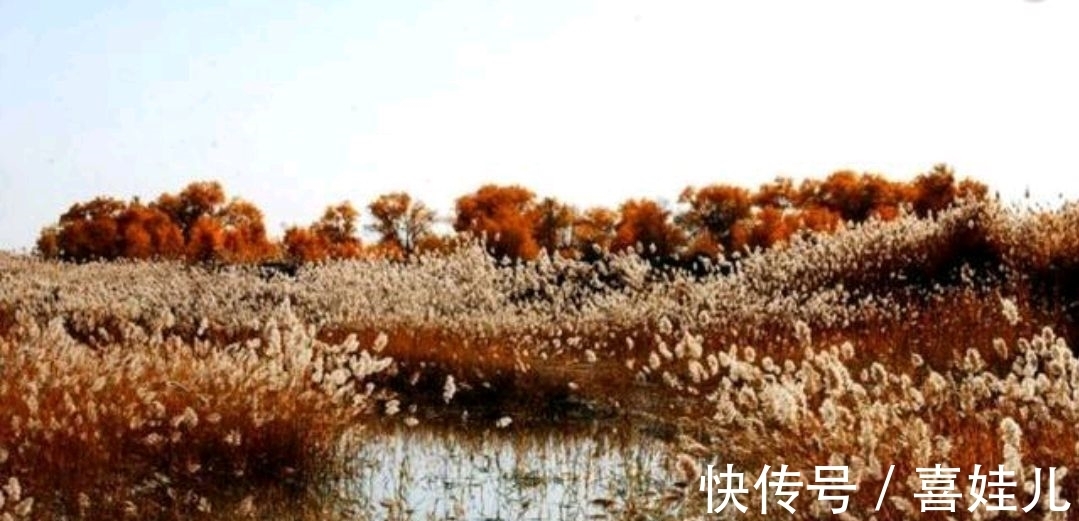 下联@野渡征联:月荡荻花登柳岸,征对下联