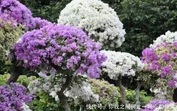 全日照|这5种花爱晒太阳,越晒花越多,很快就能爆盆!