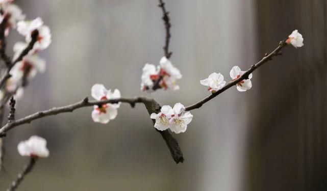 又是一年春意暖,杏花枝头闹