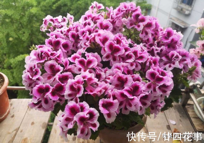 6种花要“春化”，低温冻冻才开花，冬天太暖和，春天不见花