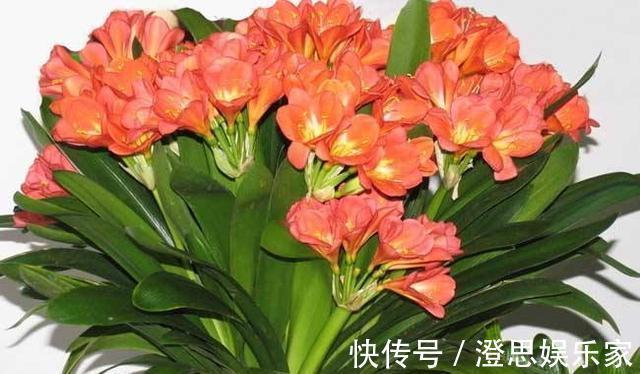 新叶|给君子兰换盆,“这点”要知道,不然不长不开花,让你“干着急”