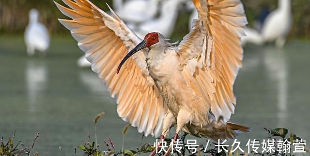 三道茶|浙江最大的湿地景点，离杭州不远，人少景美，防风女婿茶更是有趣