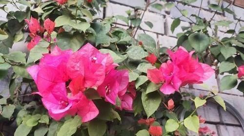 花肥不用买，盆里洒把它，比花肥还强，养啥都旺盛！