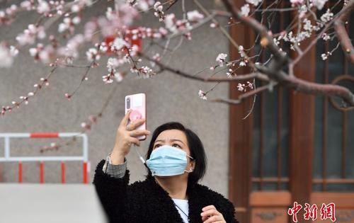 老年|北京街头山桃花开放 吸引市民驻足观赏