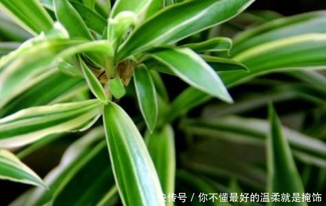 家养吊兰总是长不好用上这些小东西，蹭蹭止不住的长