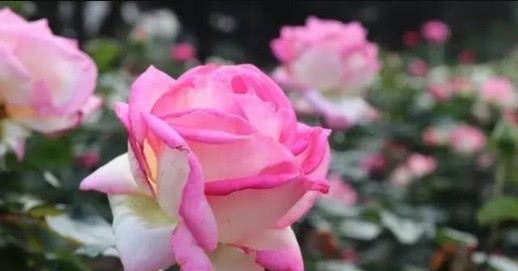 此种月季花，美得让人毫无抵抗力，花大色艳，全年开花不断！