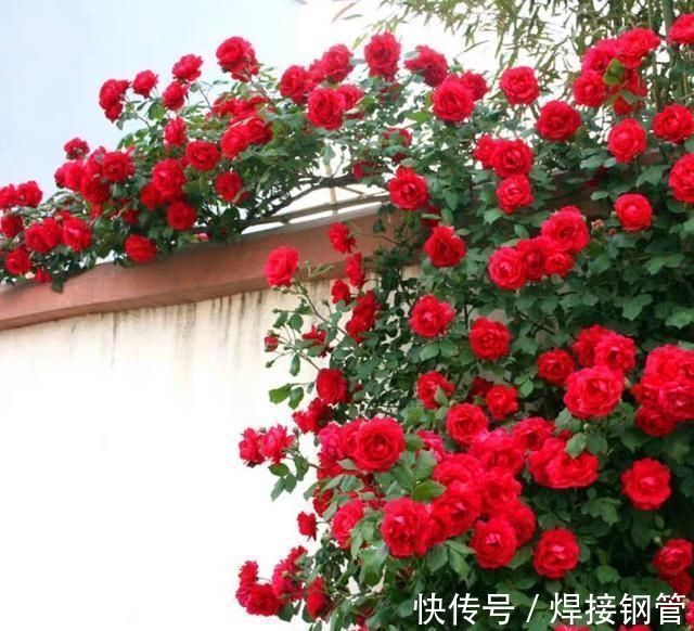 甜蜜红木香|我国最香的花，比桂花香10倍，好养易成活，家里种2棵就不得了