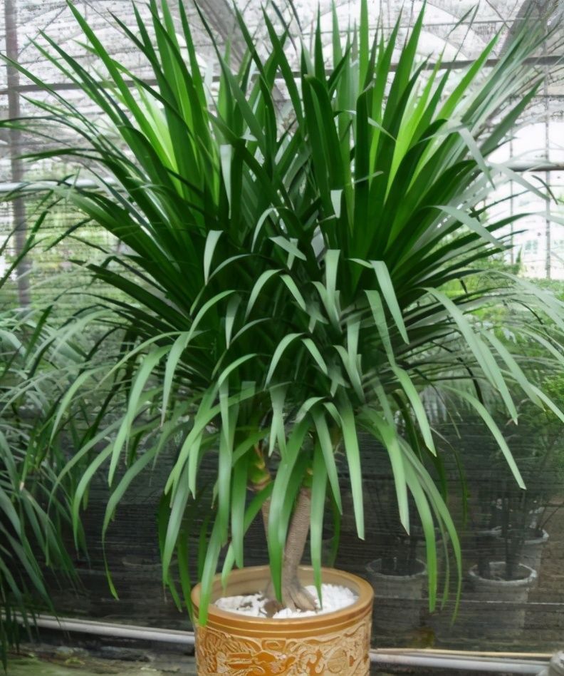 叶片|客厅养开花植物不合适，养3种绿叶树，不仅寓意好，还能净化空气