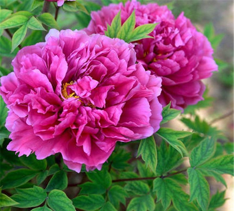 家中养三花,旺人又旺家,老祖先留下的经验,真的有道理