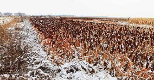 囚犯|古代死囚犯为什么秋后问斩，必须午时三刻背后原因让人毛骨悚然