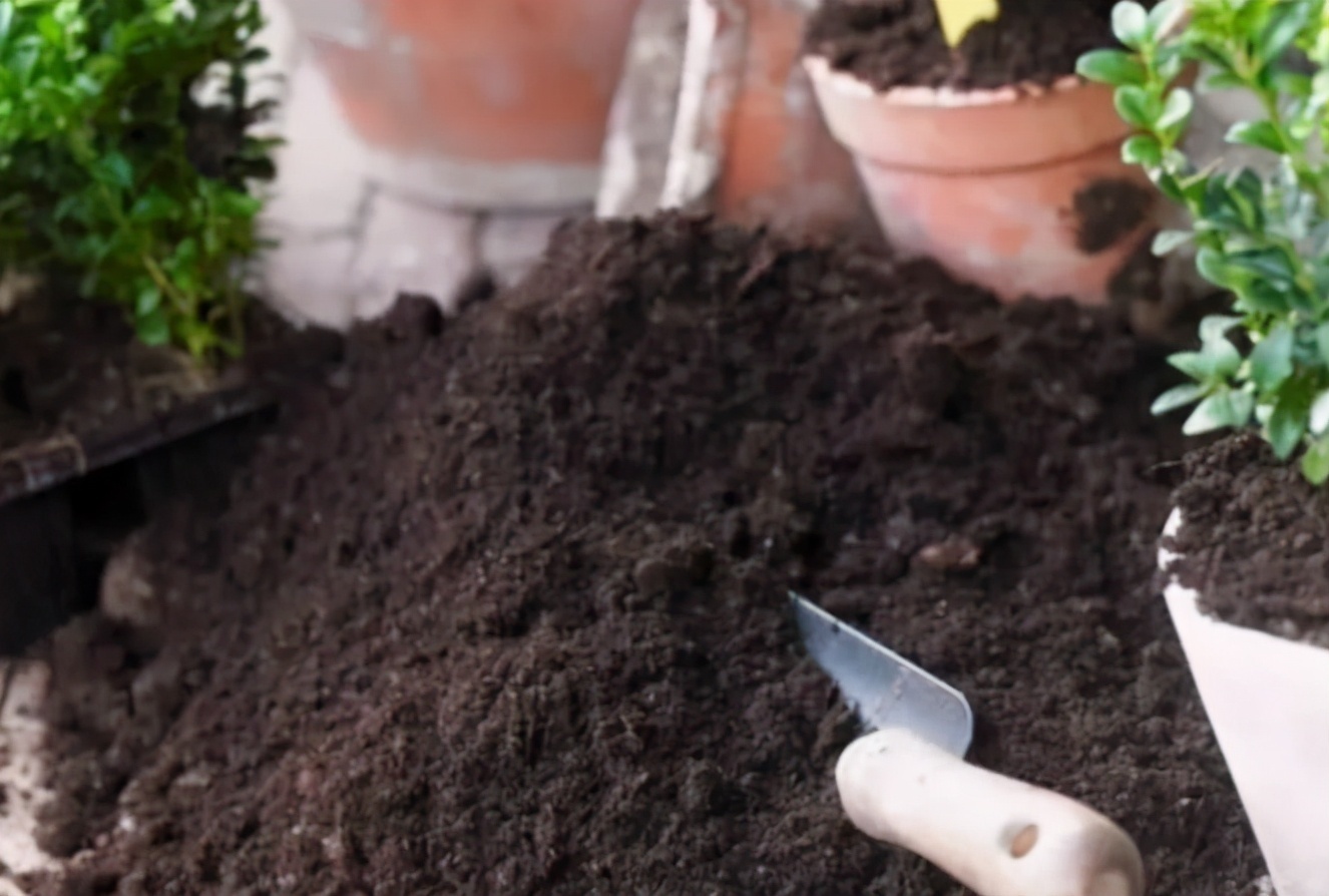 野外随便捡回家的松针，需要经过哪些“加工”才能养花补肥