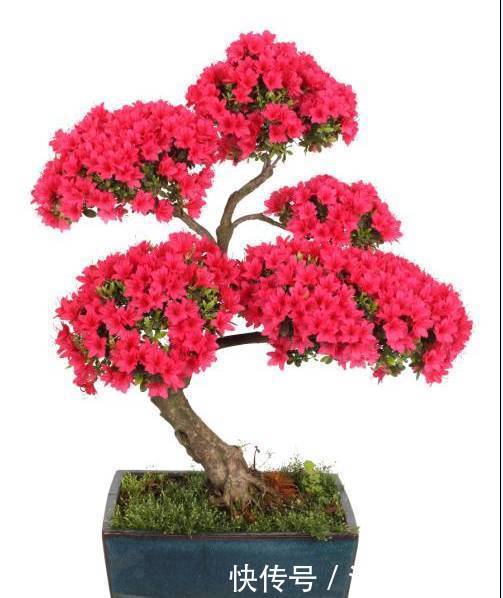 枝条|夏季养杜鹃花盆景,只做一件事,来年开花爆盆造型美,好看要行动