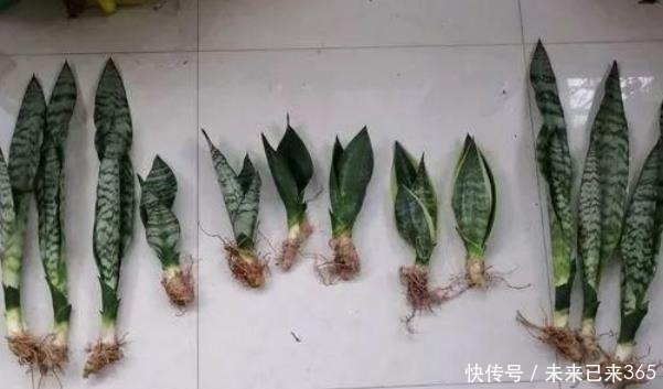 虎皮兰|盆越小水越少，长势越好的几种花，看看你家有没有。