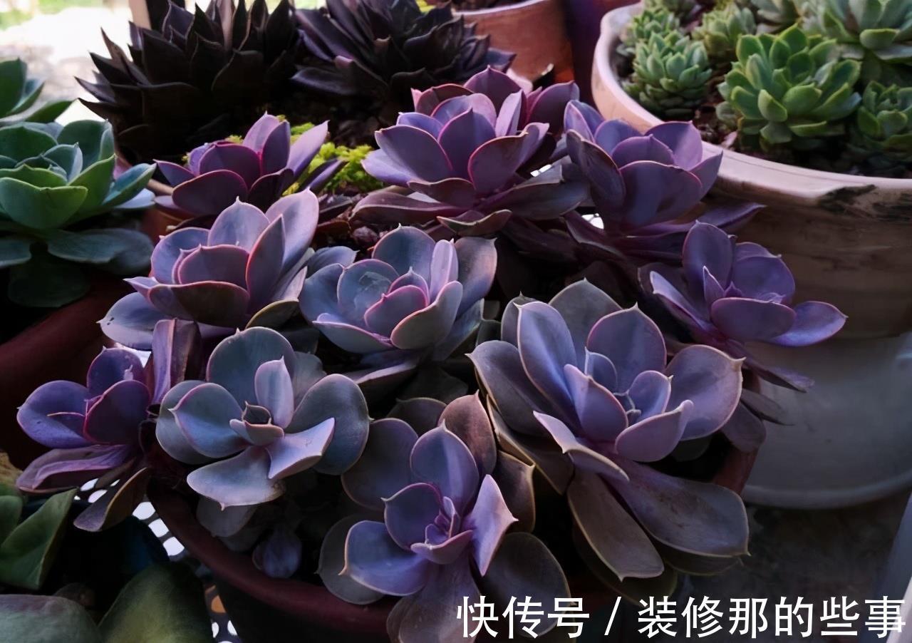 徒长|阳台党打心底里喜欢的多肉不多,紫珍珠算一个,群生的老桩真漂亮