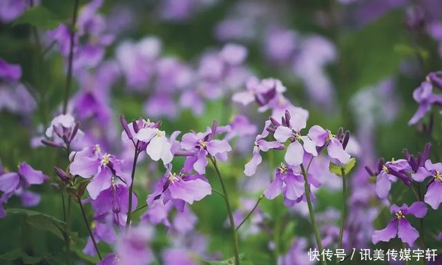 二月兰花开正盛，京城多处赏花圣地奉上~拿走不谢