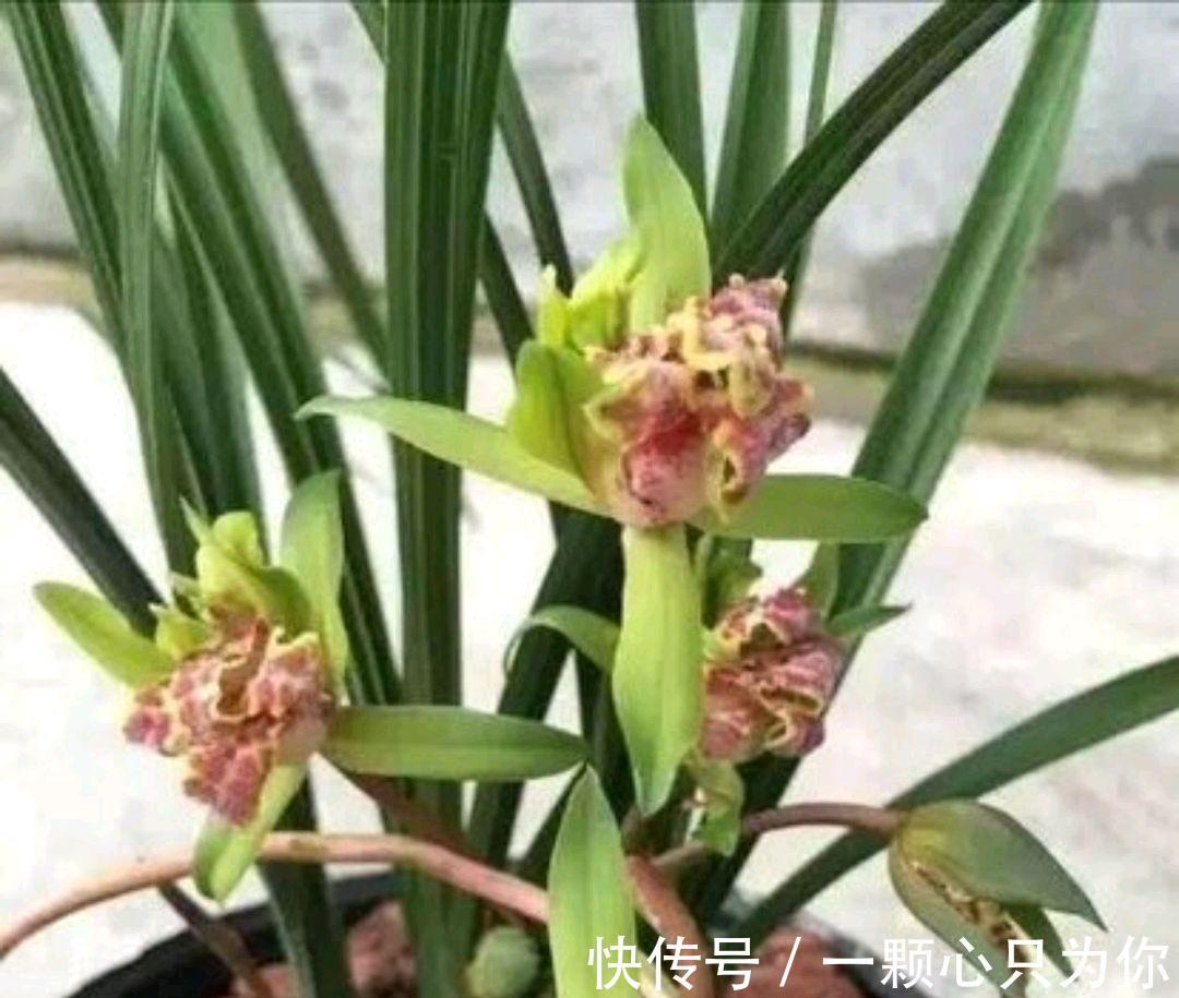 兰花真难养吗,看看这个实例你就明白了