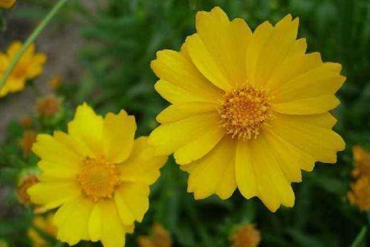 几款花卉好养易爆盆，长得快开花多，新手也能养出小花园